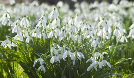 Common Snowdropの写真素材