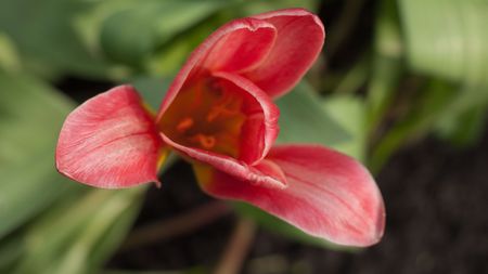 Red tulipの写真素材