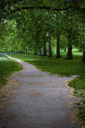 A beautiful walkway under deciduous trees in a park.