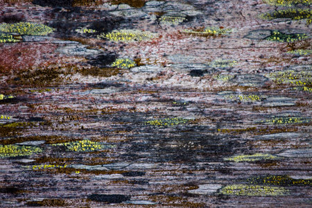 An extremely weathered plank with various fungi growing on it.