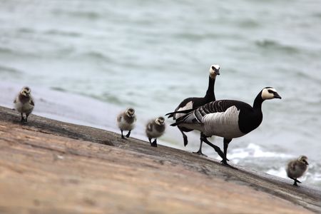 Canada geese and gooselings on the shoreline.の写真素材