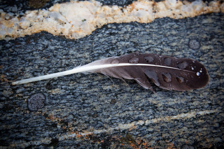 A feather with droplets of water on it.の写真素材