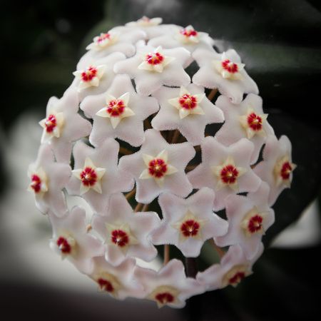 The unusually shaped flowers of Hoya Carnosa.の写真素材