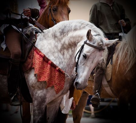 White horse with medieval reins, surrounded by brown horses.の写真素材