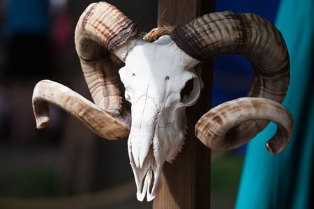 A ram's skull with curled horns. Blurred background.の写真素材