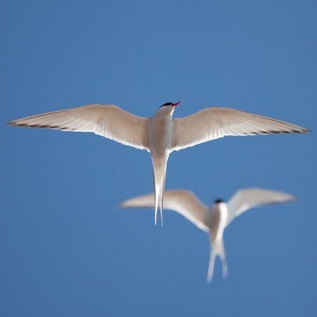 Two common terns, one sharp in the front and one blurred in the background.の写真素材