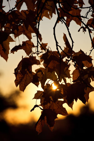 Autumn scene with sunlight coming through maple foliage.