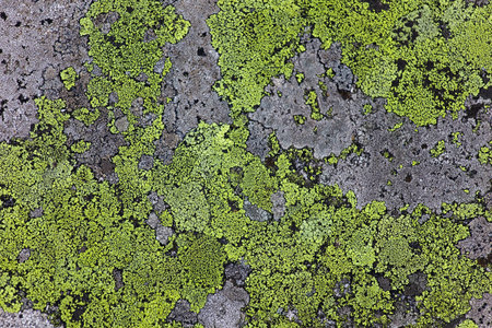Green and grey fungi on a rocky surface, looks like a map.