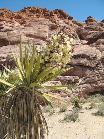 Red Rock Canyon of Las Vegas, Nevadaの写真素材