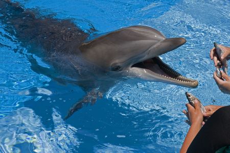 Bottle-nosed dolphin with mouth open waiting to be fed by trainers.の写真素材