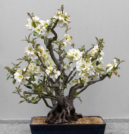 Bonsai tree against a white background.  Lesser Flowering Quince, style Clump.の写真素材