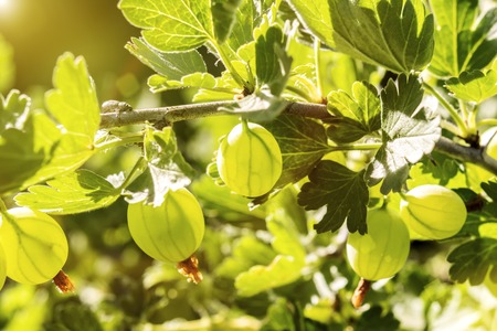 Gooseberry. Fresh and ripe organic gooseberries growing in the gardenの写真素材