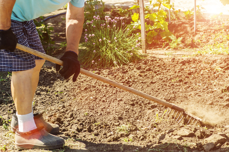 A rake in the act of digging into the soil. Senior farmer in rubber boots digging in the garden with rake. Working hands digging old lawn. Agriculture concept.の写真素材