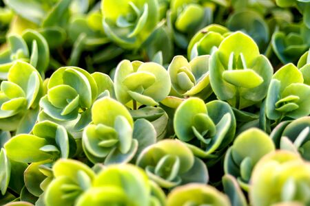 Top view of Sedum tetractinum, also known as Coral Reef , a perennial succulent often used as ground cover and in rock gardens. Beautiful, fresh, green background. Selective focusの写真素材