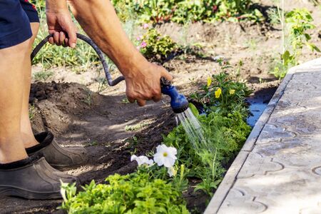 A senior gardener watering fresh plants in a garden bed for growth boost with shower watering gun. Organic gardening, healthy food, nutrition and diet, self-supply and housework concept.の写真素材
