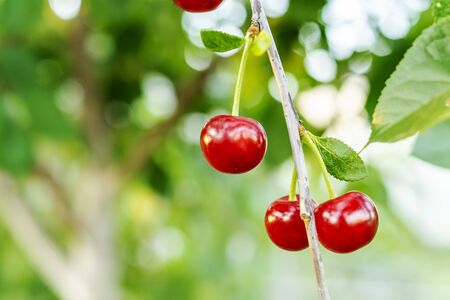 Cherry on the branch. Ripening cherry in the garden. Blurry green garden in background.の写真素材