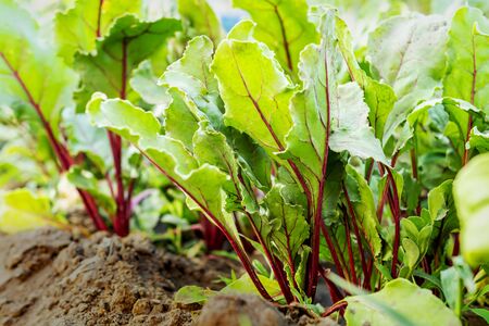 Green leaves tops of red beet beetroot growing in the vegetable garden, close-up. The concept of growing healthy food and organic products.の写真素材