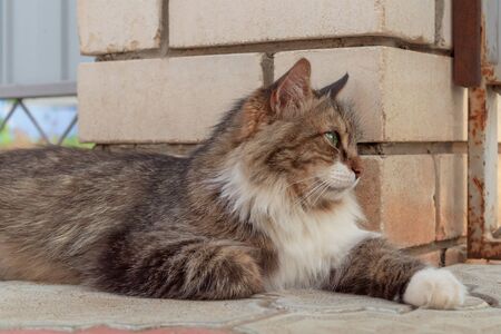 Fluffy tricolour male cat on street. From above motley gorgeous cat with green eyes lying on street near wall looking away.の写真素材