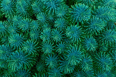 Top view of Euphorbia cyparissias or cypress euphorbia. Conception of gardening and home gardens...