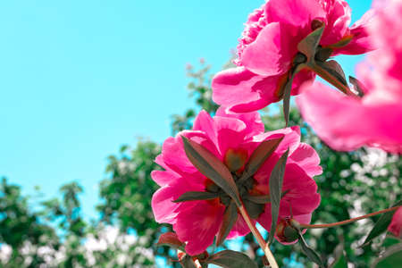 Pink flowers peonies flowering in garden on background blue sky. Double pink peony flower. Paeonia lactiflora. Chinese peony or common garden peony. Close-up, selective focus.の写真素材