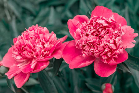 Pink flowers peonies flowering in garden. Double pink peony flower. Paeonia lactiflora. Chinese peony or common garden peony. Close-up, selective focus.の写真素材