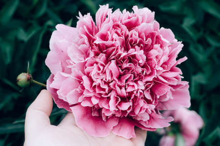 Human's hand hold beautiful pink flower peonie flowering in garden. Double pink peony flower. Paeonia lactiflora. Chinese peony or common garden peony. Close-up, selective focus.の写真素材