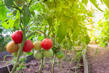Beautiful red ripe tomatoes grown in a greenhouse. Beautiful background. Ripe and ripening tomatoes ready to pick in a greenhouse. Concept of healthy and eco food and gardening..の写真素材