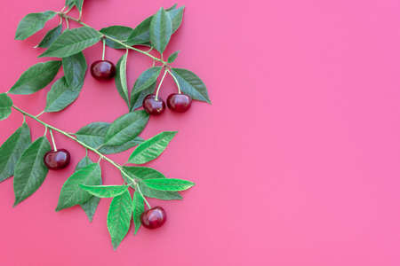 Composition of cherries and green leaves lie,on deep pink background. Creative abstract food background for your design. Top view, flat lay, copy space.の写真素材