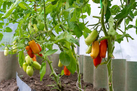 Beautiful red ripe tomatoes grown in a greenhouse. Ripe and ripening tomatoes ready to pick in a greenhouse. Concept of healthy and eco food and gardening.の写真素材