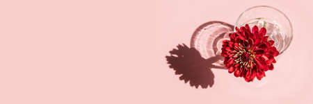 Banner with a glass water and deep red flower Dahlia on pink background. Minimal flowers concept in hard light with shadows. Art design. Top view, copy space, soft focus.の写真素材