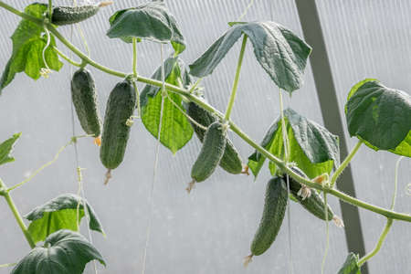 A lot of cucumbers ripen in the greenhouse. Juicy fresh cucumber close-up on a background of leaves. Concept of organic home eco food. Eco bio farm.の写真素材