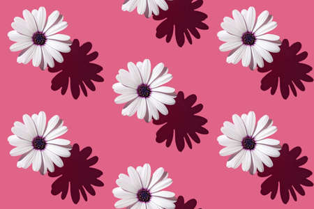 Seamless pattern of a beautiful white flower Asteraceae or Aster on deep pink background. Minimal flowers concept in hard light with shadows. Abstract backdrop. Top view, flat lay.の写真素材