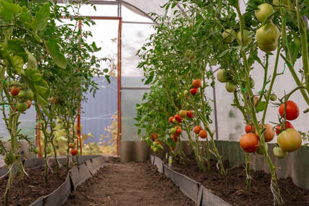 Beautiful red ripe tomatoes grown in a greenhouse. Beautiful background. Ripe and ripening tomatoes ready to pick in a greenhouse. Concept of healthy and eco food and gardening.の写真素材