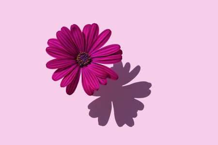 A beautiful purple flower Dahlia on soft purple background. Minimal flowers concept in hard light with shadows. Abstract backdrop. Top view, flat lay.の写真素材