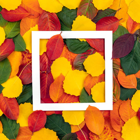 Creative layout made of autumn leaves in different colors. Minimal autumn abstract pattern. White...