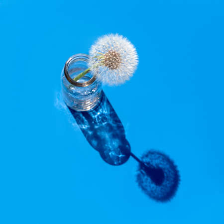 A glass little boutle with water and dandelion on light blue background. Minimal flowers concept in hard light with shadow. Top view, soft focus. Copy spaceの写真素材