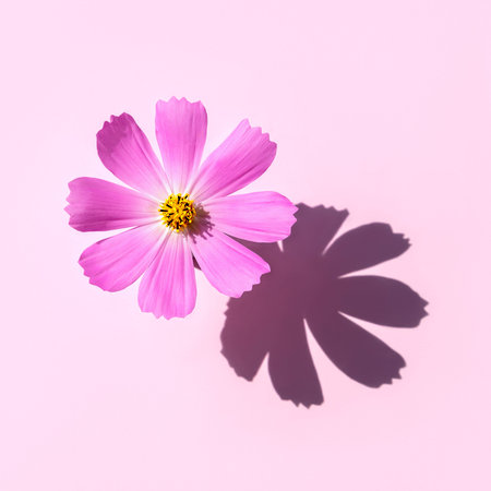 A beautiful pink flower Cosmos on pastel pink background. Minimal flowers concept in hard light with...