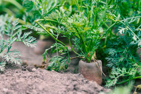 Carrot vegetable grows in the garden in the soil organicの写真素材