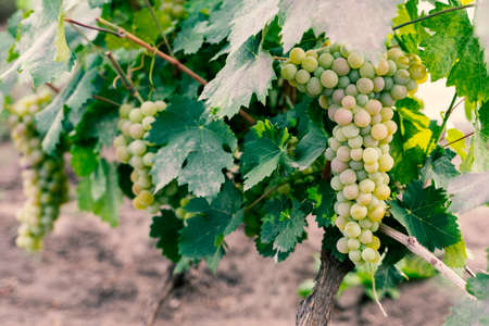 Grapes white wine on tree with branch and green background Agricultural background. Selective focus.の写真素材