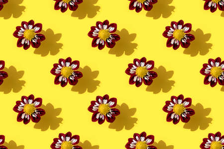 Seamless pattern of a beautiful purple flower Dahlia called Night Butterfly on bright yellow background.の写真素材