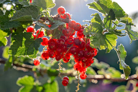 Red currant grows on a bush in garden. Ripe red currant close-up as background. Harvest the ripe berries of red currant. Bunch of red currant on a branch. Nature concept. A place for your inscription.の写真素材