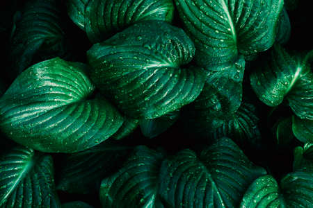 Green leaf with water drops for background. Green leaf texture. Leaf texture background. Natural background. Tropical concept, green background. Plant host close-up.の写真素材
