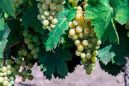 Grapes white wine on tree with branch and green background Agricultural background. Selective focus.の写真素材