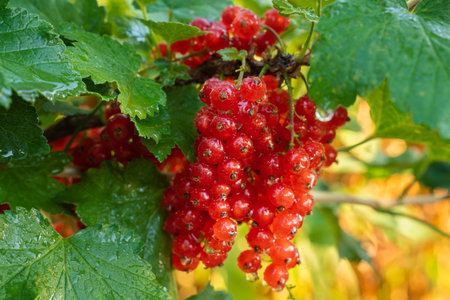 Red currant grows on a bush in garden. Ripe red currant close-up as background. Concept of nature,...
