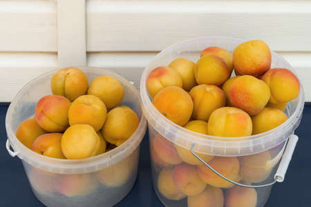 Couple of plastic buckets with freshly collected ripe apricots on the windowsill of house. Front view.の写真素材