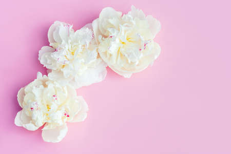 A beautiful white peonies flowers on pastel pink background.の写真素材