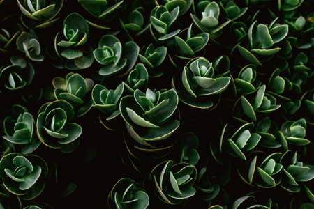 Top view of Sedum ewersii green gardenplant. Green leaves pattern background.の写真素材