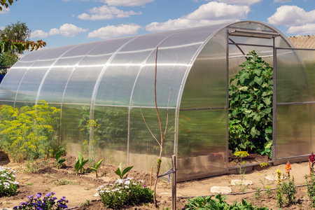 The small greenhouse with growing tomatoes and cucumbers in the garden on a sunny summer day and blue sky with clouds.の写真素材