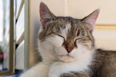 The portrait of a beautiful young female cat lies outside of home and relaxes with eyes closed. Front view.の写真素材