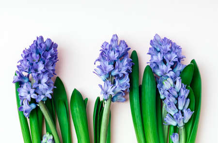 Flowers composition with blue hyacinths. Spring flowers on white background. Flat lay, top view, copy spaceの写真素材